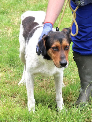 ATI - R E S E R V I E R T !!!!! freundlicher Charakter, sanft, gutmütig, aber ängstlich, Mischling (Video auf HP) - Rüde