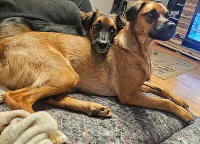 AUDI, Mischling - Rüde