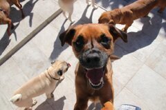 AUDI, Mischling - Rüde