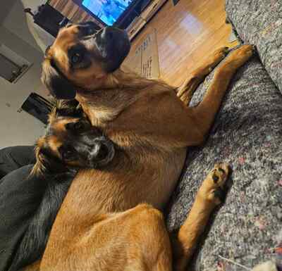 AUDI, Mischling - Rüde