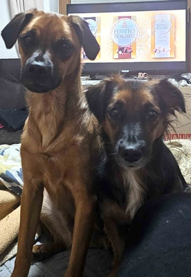 AUDI, Mischling - Rüde