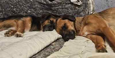 AUDI, Mischling - Rüde