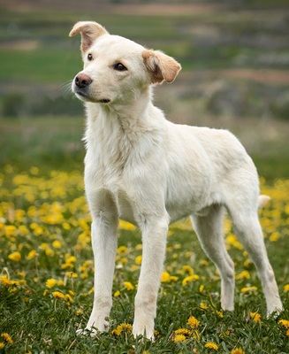 AUSTIN - R E S E R V I E R T !!!!! verschmust, kuschelt gerne, anhänglich, menschenbezogen, sensibel und ruhig, aber auch verspielt, sanftmütig und freundlich, Mischling (Video auf HP) - Rüde