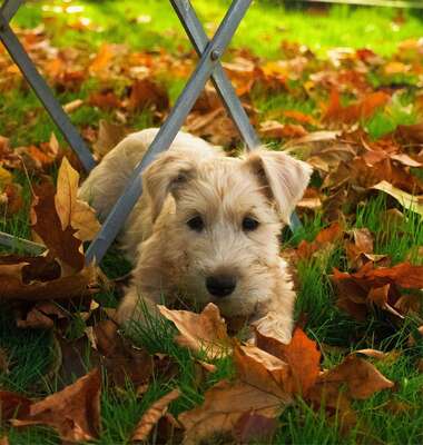AUSZUGSBEREIT! IRISH SOFT COATED WHEATEN TERRIER WELPEN MIT STAMMBAUM FCI/ÖKV
