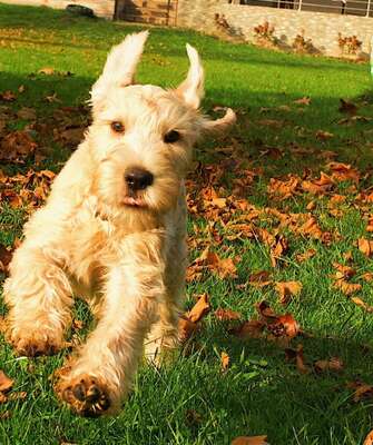 AUSZUGSBEREIT! IRISH SOFT COATED WHEATEN TERRIER WELPEN MIT STAMMBAUM FCI/ÖKV, Irish Soft Coated Wheaten Terrier Welpen - Hündin