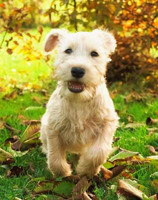 AUSZUGSBEREIT! IRISH SOFT COATED WHEATEN TERRIER WELPEN MIT STAMMBAUM FCI/ÖKV, Irish Soft Coated Wheaten Terrier Welpen - Hündin
