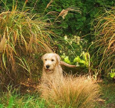 AUSZUGSBEREIT! IRISH SOFT COATED WHEATEN TERRIER WELPEN MIT STAMMBAUM FCI/ÖKV, Irish Soft Coated Wheaten Terrier Welpen - Hündin