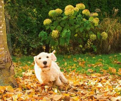 AUSZUGSBEREIT! IRISH SOFT COATED WHEATEN TERRIER WELPEN MIT STAMMBAUM FCI/ÖKV, Irish Soft Coated Wheaten Terrier Welpen - Hündin