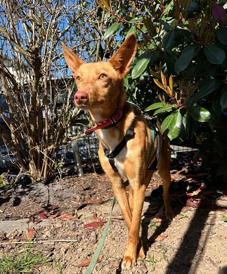 AVANI, Podenco - Hündin