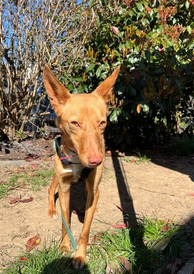 AVANI, Podenco - Hündin