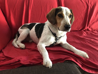 AVAR, Beaglemischling - Rüde