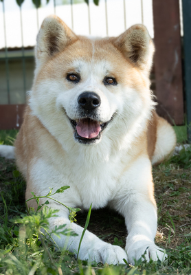 AYA - R E S E R V I E R T !!!!! menschenbezogen, anhänglich,  eigenständig, neugierig, souverän, gelassen