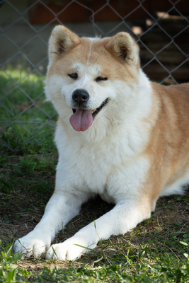 AYA - R E S E R V I E R T !!!!! menschenbezogen, anhänglich, eigenständig, neugierig, souverän, gelassen, Akita Mischling (Video auf HP) - Hündin