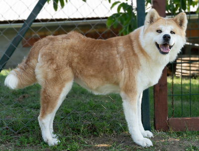 AYA - menschenbezogen, anhänglich, eigenständig, neugierig, souverän, gelassen, Akita Mischling (Video auf HP) - Hündin