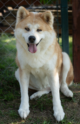 AYA - menschenbezogen, anhänglich, eigenständig, neugierig, souverän, gelassen, Akita Mischling (Video auf HP) - Hündin