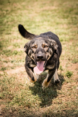 AYLEEN - menschenbezogen, zutraulich, verschmust, lebhaft, bewegungsfreudig, verspielt, liebt Spielsachen