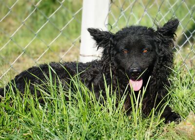AYLI - R E S E R V I E R T !!!!! vorsichtig, ängstlich, misstrauisch, liebt andere Hunde, bewegungsfreudig, intelligent, Mudi Mischling (Video-Link vorhanden) - Hündin