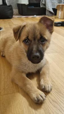 AYRTON, Mischling - Rüde