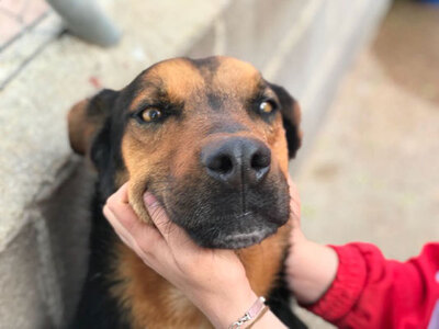 AZOR (M)-aktiv, verschmust, liebt den Ball, Mischling - Rüde