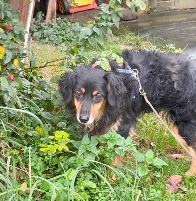 AZOR, Spaniel-Spitzmix - Rüde