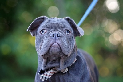 Aaron, Bulldoggen Welpen - Rüde