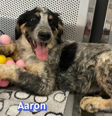 Aaron, Mischling Welpen - Rüde