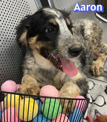 Aaron, Mischling Welpen - Rüde