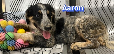 Aaron, Mischling Welpen - Rüde