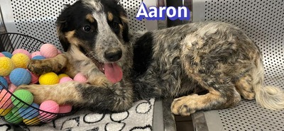 Aaron, Mischling Welpen - Rüde