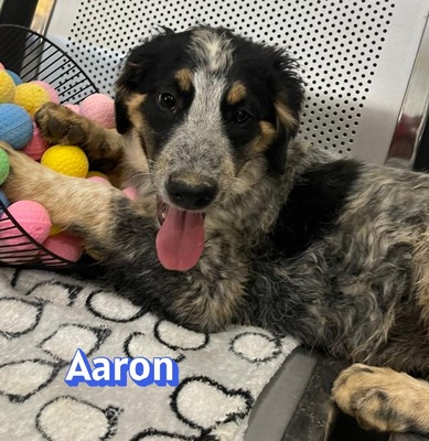 Aaron, Mischling Welpen - Rüde
