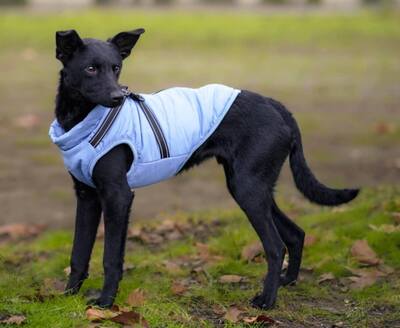 Aaron, Pinscher Mischling - Rüde