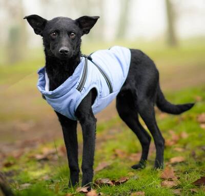 Aaron, Pinscher Mischling - Rüde