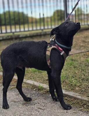 Aaron, Pinscher Mischling - Rüde