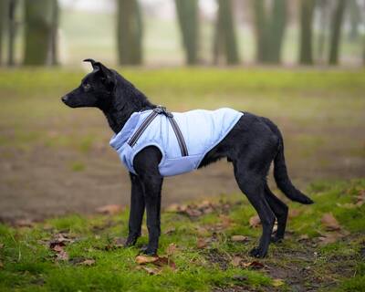Aaron, Pinscher Mischling - Rüde