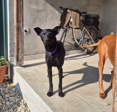 Aaron, Pinscher Mischling - Rüde