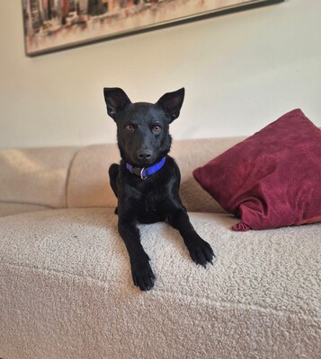 Aaron, Pinscher Mischling - Rüde