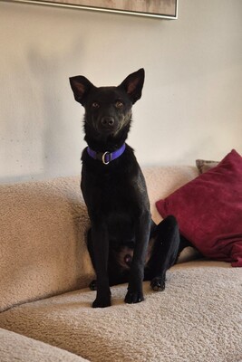 Aaron, Pinscher Mischling - Rüde