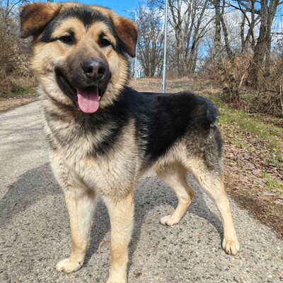 💥Aaron Schäfimixrüde wäre perfekt für Besitzer die bereits eine große Rasse besitzen 💥, Schäferhund Mischling - Hündin