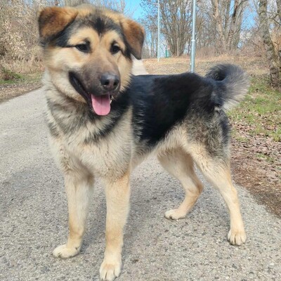 💥Aaron Schäfimixrüde wäre perfekt für Besitzer die bereits eine große Rasse besitzen 💥, Schäferhund Mischling - Hündin