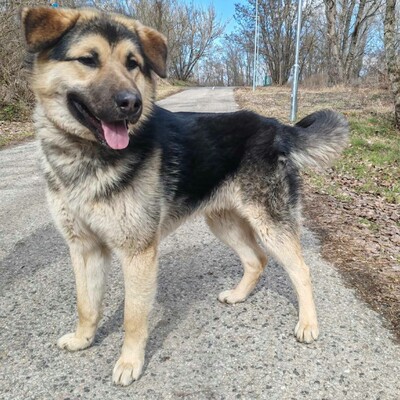 💥Aaron Schäfimixrüde wäre perfekt für Besitzer die bereits eine große Rasse besitzen 💥, Schäferhund Mischling - Hündin