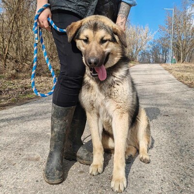 💥Aaron Schäfimixrüde wäre perfekt für Besitzer die bereits eine große Rasse besitzen 💥, Schäferhund Mischling - Hündin