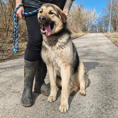 💥Aaron Schäfimixrüde wäre perfekt für Besitzer die bereits eine große Rasse besitzen 💥, Schäferhund Mischling - Hündin