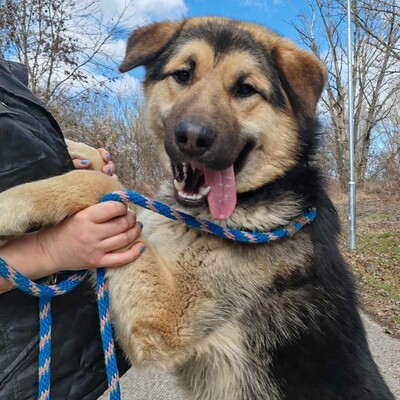 💥Aaron Schäfimixrüde wäre perfekt für Besitzer die bereits eine große Rasse besitzen 💥, Schäferhund Mischling - Hündin