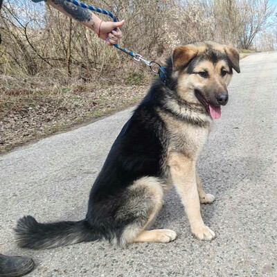 💥Aaron Schäfimixrüde wäre perfekt für Besitzer die bereits eine große Rasse besitzen 💥, Schäferhund Mischling - Hündin