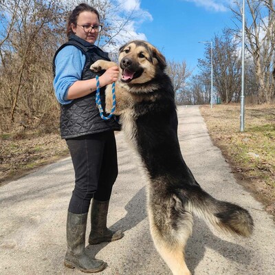 💥Aaron Schäfimixrüde wäre perfekt für Besitzer die bereits eine große Rasse besitzen 💥, Schäferhund Mischling - Hündin