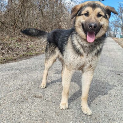 💥Aaron Schäfimixrüde wäre perfekt für Besitzer die bereits eine große Rasse besitzen 💥, Schäferhund Mischling - Hündin