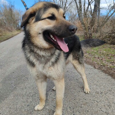 💥Aaron Schäfimixrüde wäre perfekt für Besitzer die bereits eine große Rasse besitzen 💥, Schäferhund Mischling - Hündin