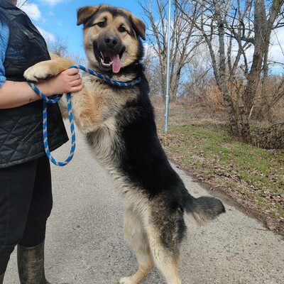 💥Aaron Schäfimixrüde wäre perfekt für Besitzer die bereits eine große Rasse besitzen 💥, Schäferhund Mischling - Hündin