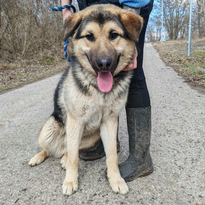 💥Aaron Schäfimixrüde wäre perfekt für Besitzer die bereits eine große Rasse besitzen 💥, Schäferhund Mischling - Hündin
