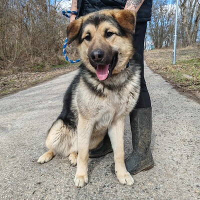 💥Aaron Schäfimixrüde wäre perfekt für Besitzer die bereits eine große Rasse besitzen 💥, Schäferhund Mischling - Hündin